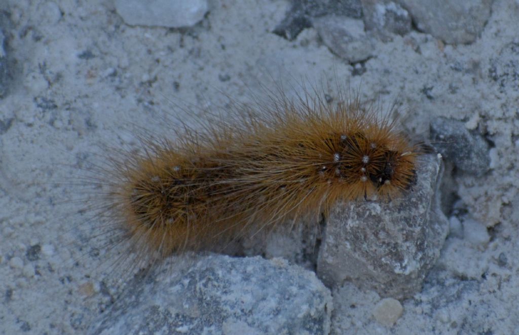 Identificazione bruco: Arctia caja - Erebidae